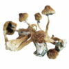Buy African Transkei Mushroom UK