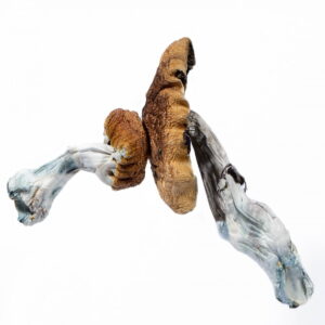 Blue Meanie Mushroom UK