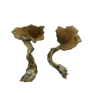Buy-Alacabenzi-Mushroom-UK